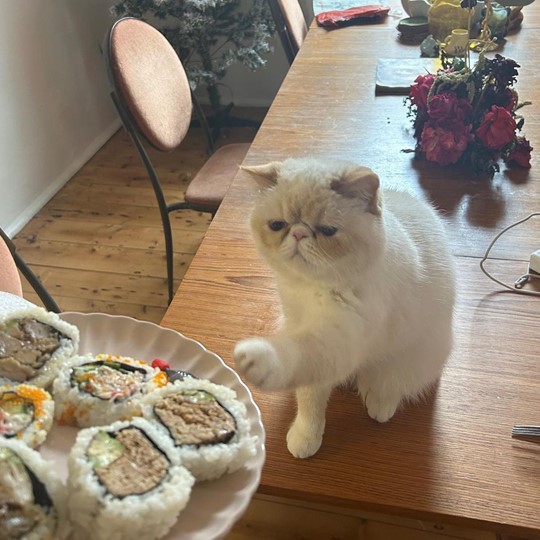  Sushi Exotic lost 4 November